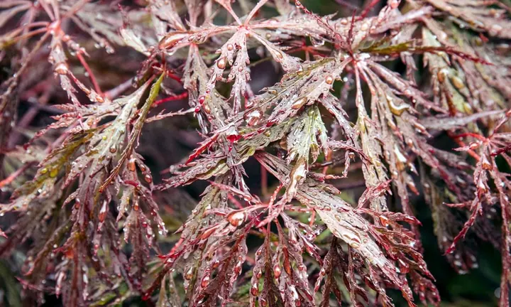 Japanese maple leaves